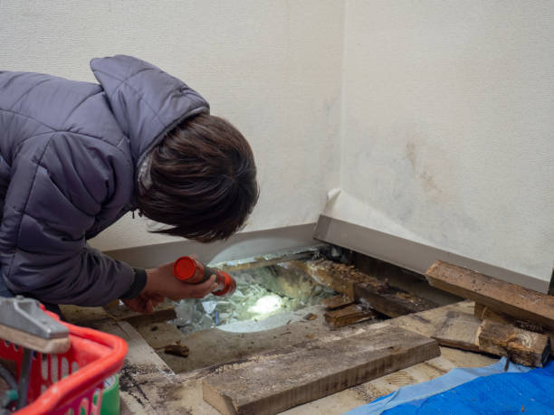 Best Black Mold Removal  in Fort Hood, TX