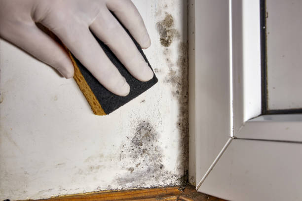 Best Post-Construction Mold Inspection  in Fort Hood, TX
